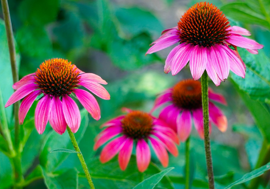 petals
