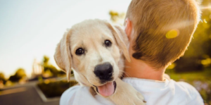 Golden Retriever Puppy