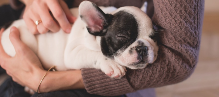 Sleepy Puppy 